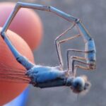 familiar bluet damselfly