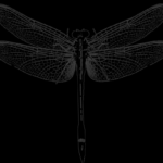 whocate.info dragonfly – black