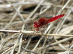 red scarlet skimmer male dragonfly - Carla J Finley FB