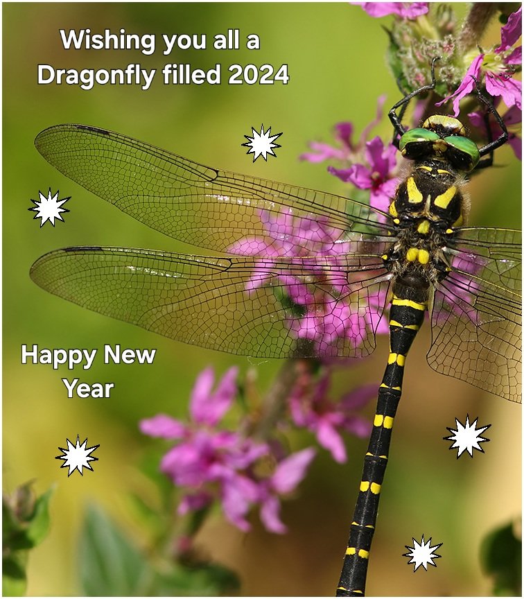 Happy Dragonfly New Year